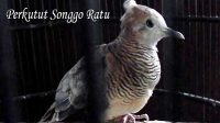 Perkutut Songgo Ratu