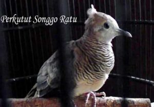 Perkutut Songgo Ratu