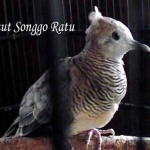 Perkutut Songgo Ratu