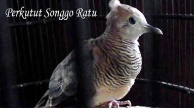 Perkutut Songgo Ratu