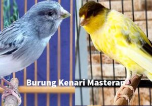 Masteran Untuk Kenari
